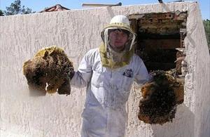 Litchfield Park Bee Removal employee holding removed comb